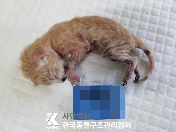 [고양이] 한국 고양이 경기-연천-2025-00205 유기동물 배경 이미지 입니다.